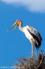 tantale / yellow-billed stork