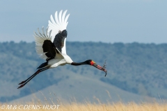 jabiru / saddle-billed stork