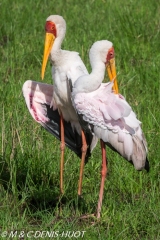 tantale / yellow-billed stork