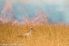 cigogne blanche / white stork