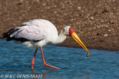 tantale / yellow-billed stork