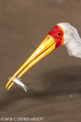 tantale / yellow-billed stork