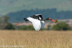 jabiru / saddle-billed stork