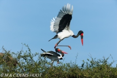 jabiru / saddle-billed stork