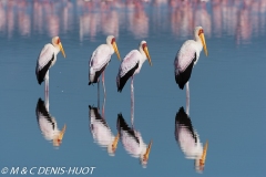 tantale / yellow-billed stork