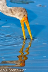 tantale / yellow-billed stork