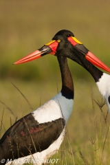 jabiru / saddle-billed stork