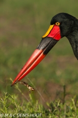 jabiru / saddle-billed Stork