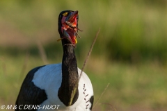 jabiru / saddle-billed stork