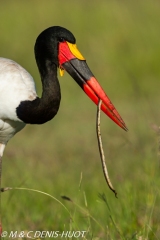 jabiru / saddle-billed stork