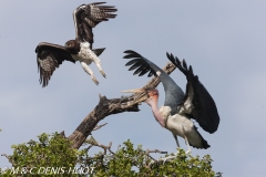 marabout / marabou stork