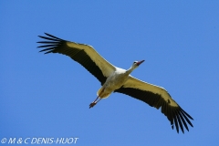 cigogne blanche / white stork