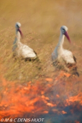 cigogne blanche / white stork