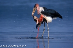 marabout / marabou stork