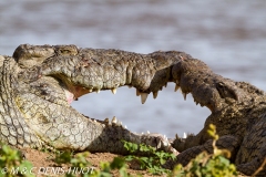 crocodile