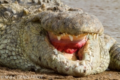 crocodile