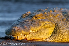 crocodile