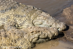 crocodile