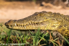 crocodile