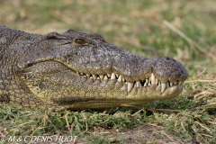 crocodile