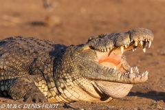 crocodile