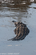 crocodile