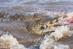 crocodile