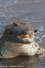 crocodile