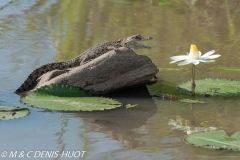 crocodile