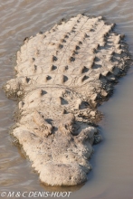 crocodile