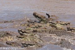 crocodile