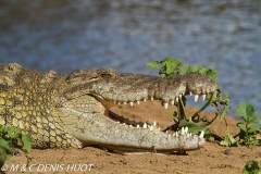 crocodile