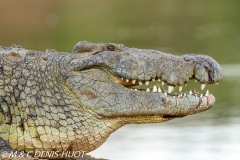 crocodile