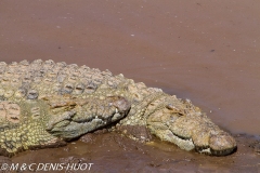 crocodile