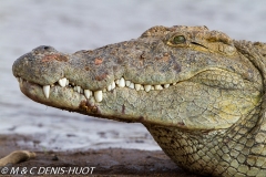 crocodile