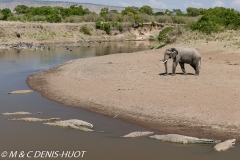 crocodile & elephant