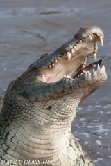 crocodile