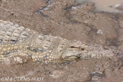 crocodile