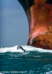 dauphin à gros nez / Bottlenosed dolphin