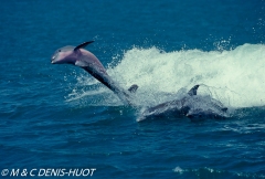 dauphin à gros nez / bottlenosed dolphin