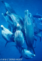 dauphin tacheté / spotted dolphin