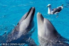 dauphin à gros nez / bottlenosed dolphin