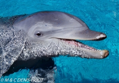 dauphin à gros nez / bottlenosed dolphin