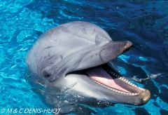 dauphin à gros nez / bottlenosed dolphin