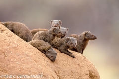 mangouste naine / dwarf mongoose