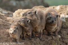 daman de rocher / rock hyrax