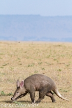 oryctérope / aardvark