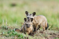 otocyon / bat-eared fox
