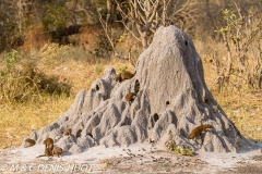 dwarf mongoose