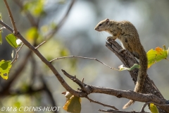 Ecureuil de brousse / Tree Squirrel